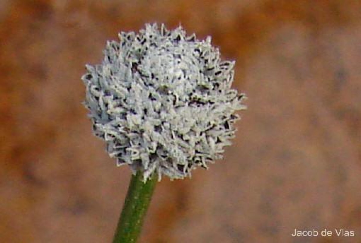 Eriocaulon ceylanicum Körn.